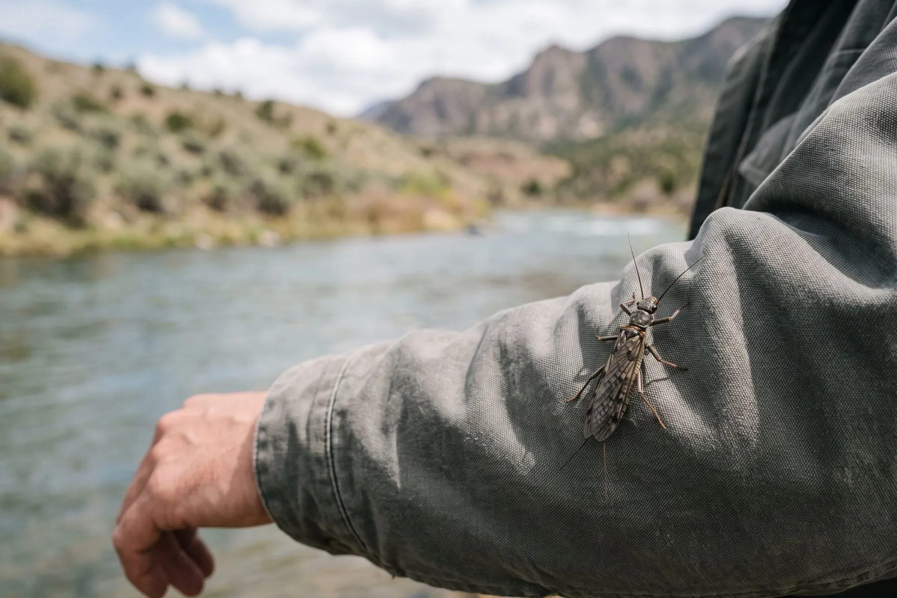 A close-up of a large stonefly on a guide's sleeve, river in soft focus behind